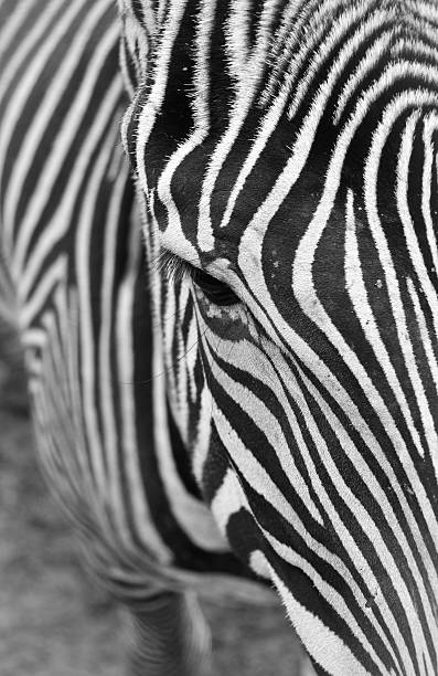 istock Close Up of a Zebra 159452870
