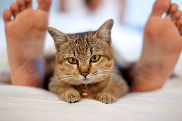 cat in bed with woman feet stock photo