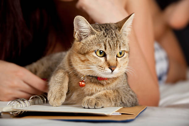 Cat in bed with woman and book stock photo