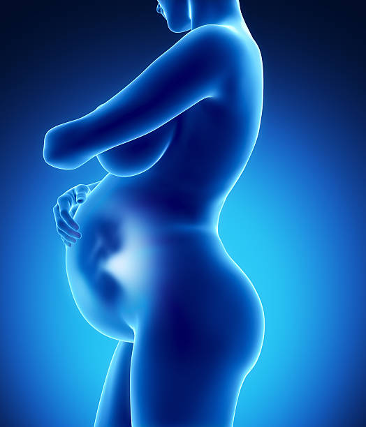 Pregnant woman with fetus lateral view stock photo