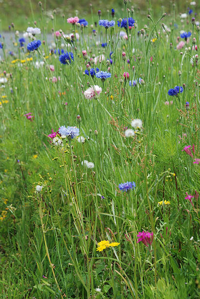 istock Field of flowers 159453426