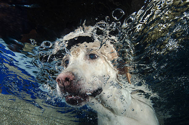 A Cute Labrador dog diving underwater