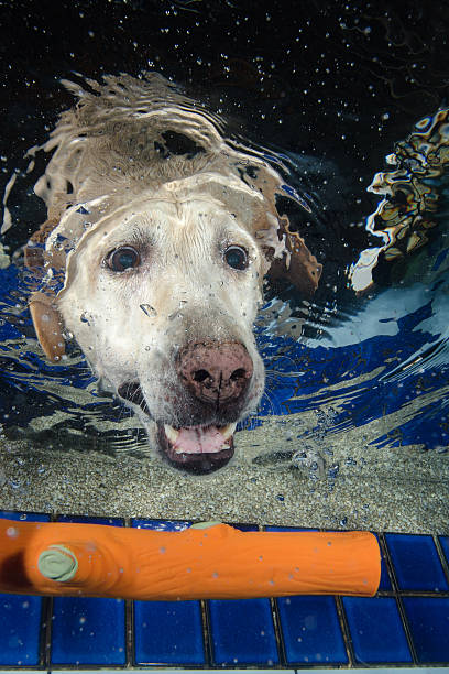 bela labrador retriever mergulho debaixo d'água - underwater dog adult happiness - fotografias e filmes do acervo