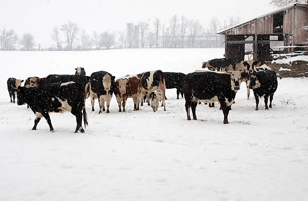 istock Cattle on a Snowy Day. 159453771