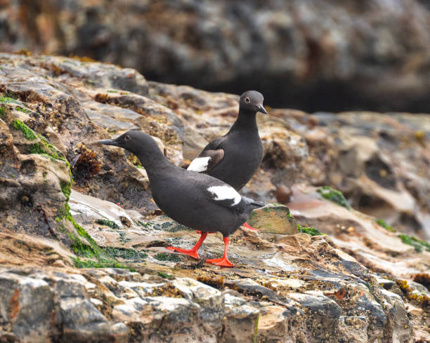 istock Pigeon Guillemots 1594540910