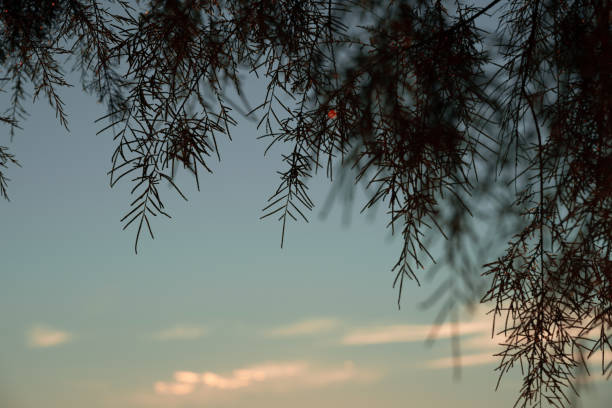 Coniferous tree branches against the blue sky after dawn. Small depth of field. Copy space.
