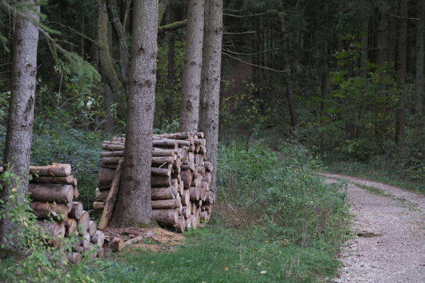 stacked firewood in the forest, the forester prepares firewood