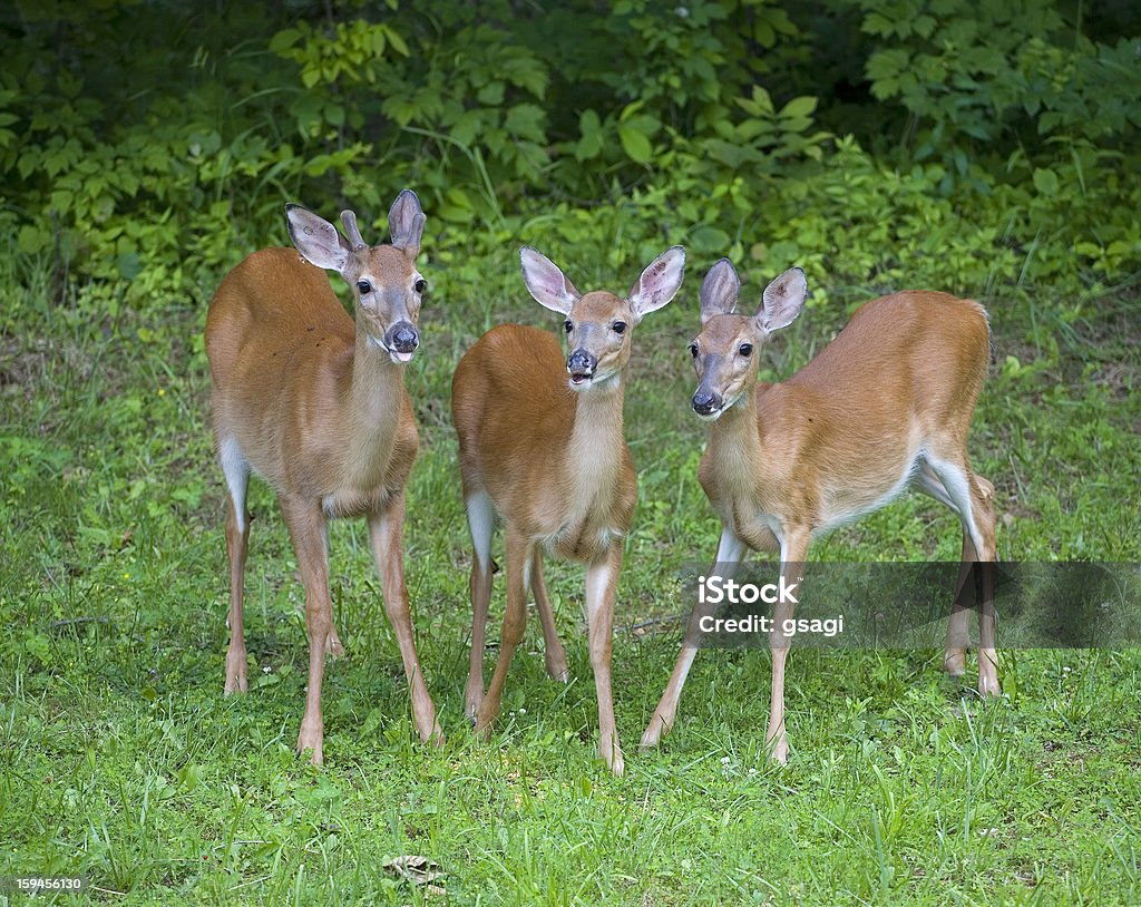 Whitetail trio - Foto de stock de Aire libre libre de derechos