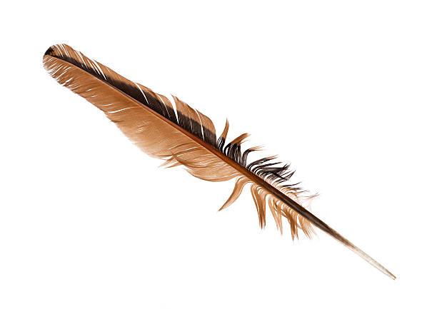 istock black and brown isolated rooster feather 159456239