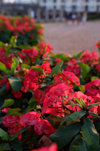 istock Tropical flowers on a red bush in the setting sun 1594562435