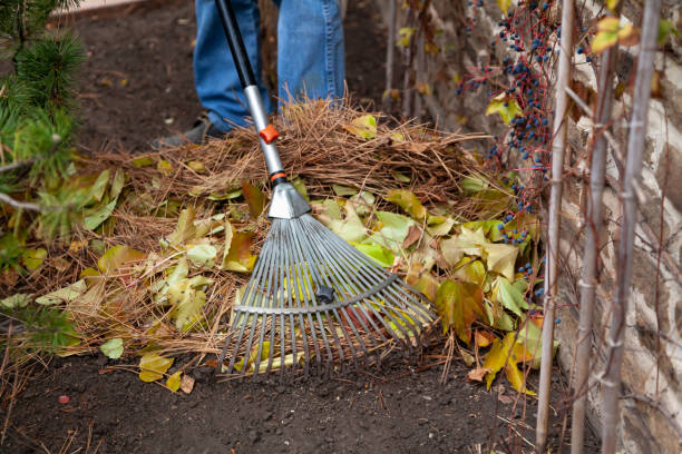 istock Metal rake collect fallen pine needles close-up 1594565066