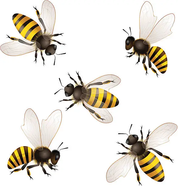 Vector illustration of Illustrated set of honey bees on white background