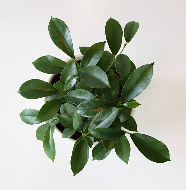 istock Top view over green plant 159456655