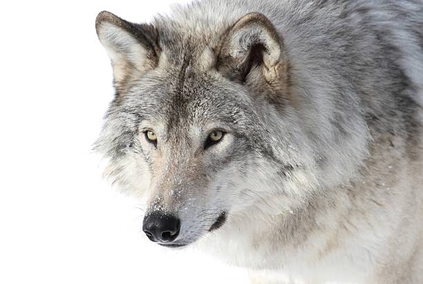 istock face of power 159456853