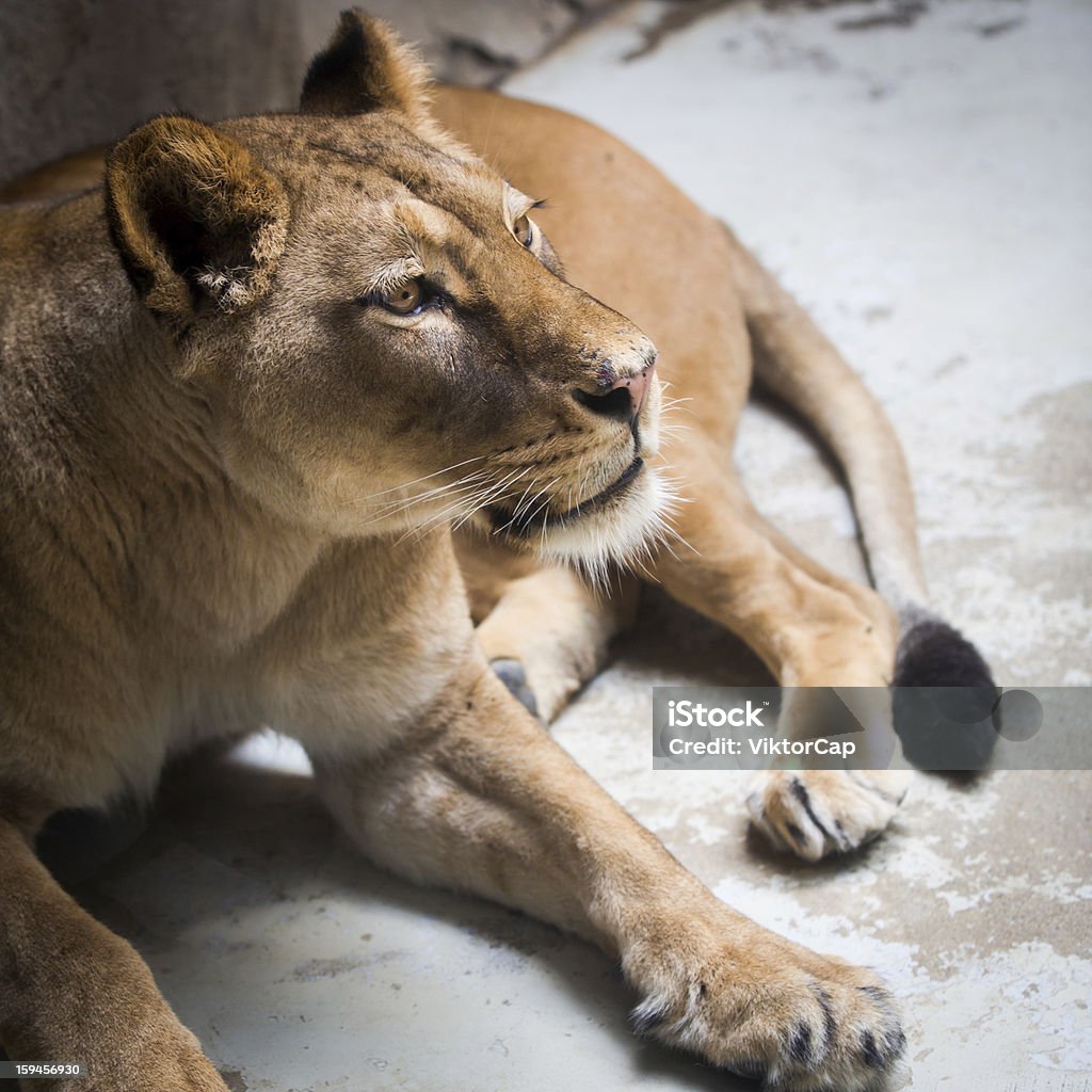 Mignon Lionceau - Photo de Afrique libre de droits