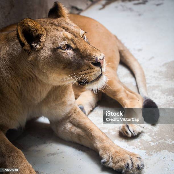 Photo libre de droit de Mignon Lionceau banque d'images et plus d'images libres de droit de Afrique - Afrique, Animaux de safari, Animaux à l'état sauvage