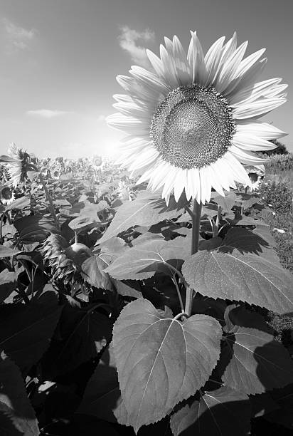 istock Purple colored vivid sunflower 159456955
