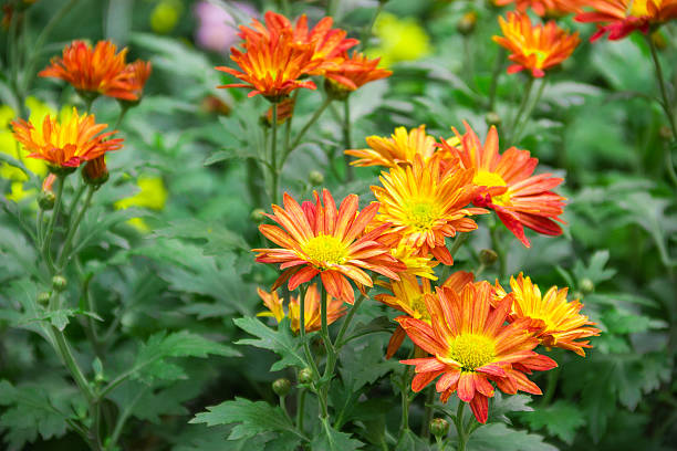 istock beautiful flowers 159456960
