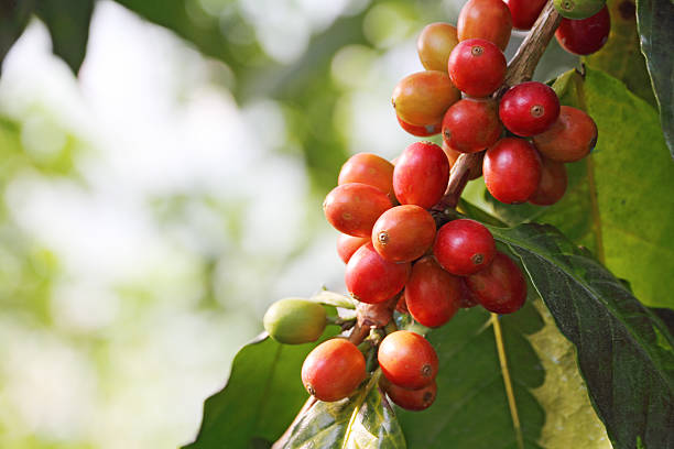 Close-up of red berries on a coffee tree stock photo