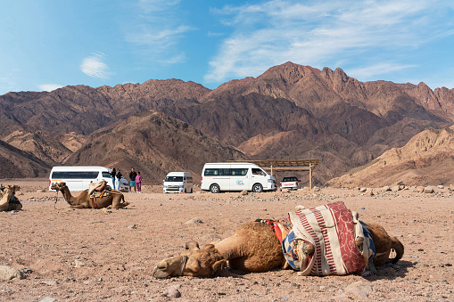 Sinai, Egypt - Jan 30, 2023: Laying camel and tourists buses at Abu Galum National park.