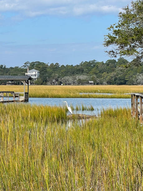 istock A great egret fishing in a saltwater marsh 1594592427