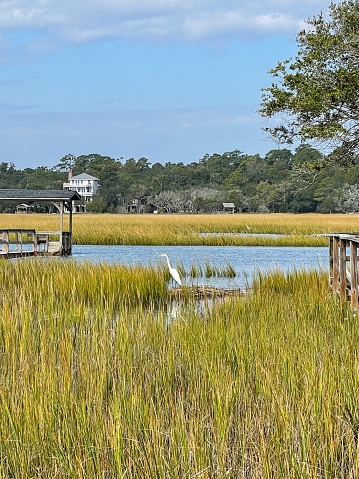 A great egret fishing near a dock in the saltwater marsh behind Pawley's Island, South Carolina