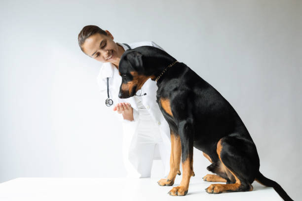 Veterinarian is looking at Doberman Pinscher in front of white background.