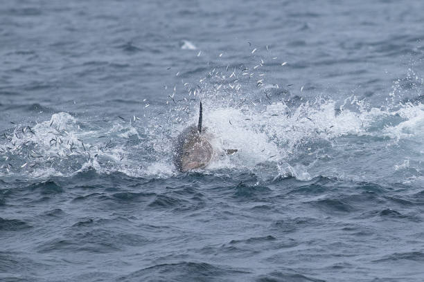 fütterung von rotem thun auf see - fish tuna splashing bluefin tuna stock-fotos und bilder
