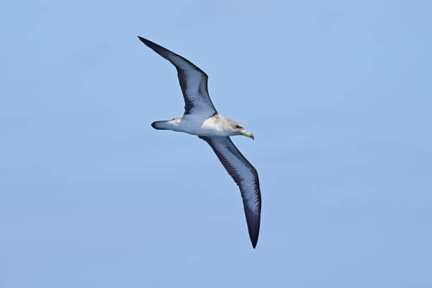 istock Corys Shearwater feeding over sea 1594602142
