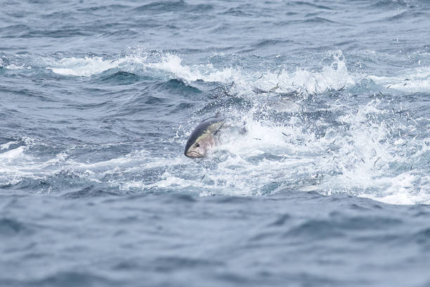 바다에서 먹이를 먹는 참다랑어 - fish tuna splashing bluefin tuna 뉴스 사진 이미지