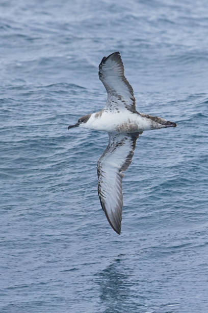 istock Great Shearwater feeding over sea 1594602682