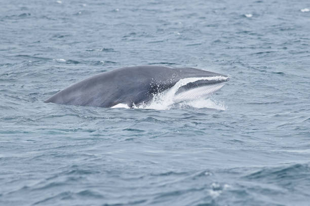 istock Minke Whale feeding at sea 1594602688