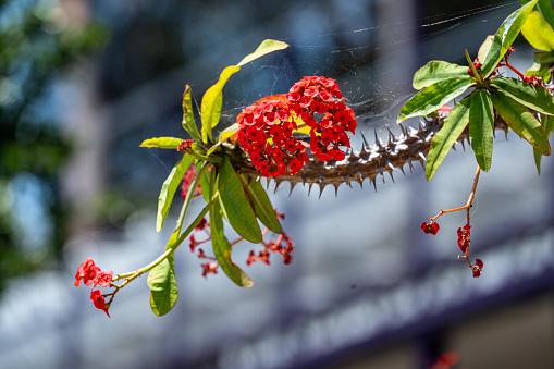 RED CROWN OF THORNS (HORTICULTURE EUPHORBIA MILII TULEARENSIS CROWN OF THORNS)