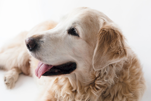 Golden Retriever on  white background.