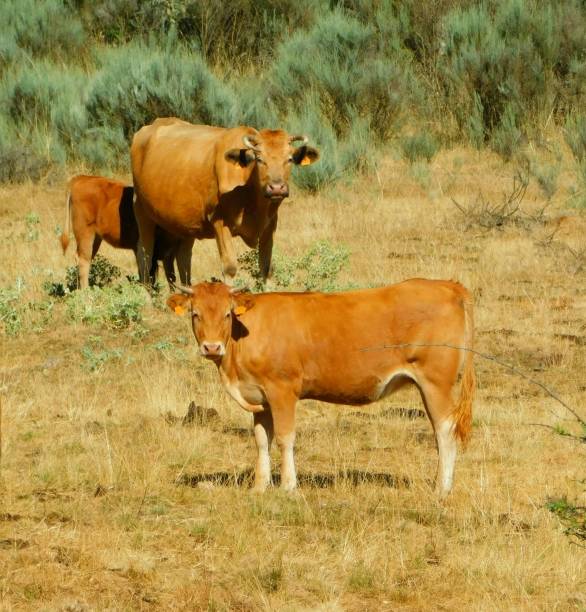 istock Group of grazing cows in a field 1594623121