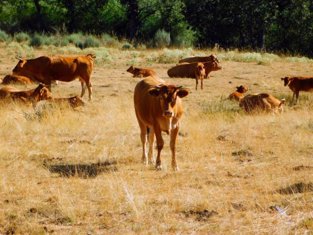 istock Group of grazing cows in a field 1594623137