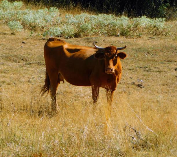 istock Grazing cow in a  Field 1594623641
