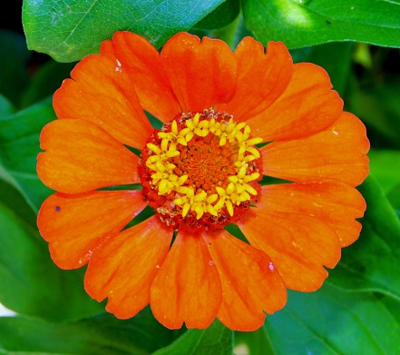 Zinnia elegans known as the mystic rose, common zinia, paper flower, or Teresita is an annual flowering plant in the Asteraceae family.