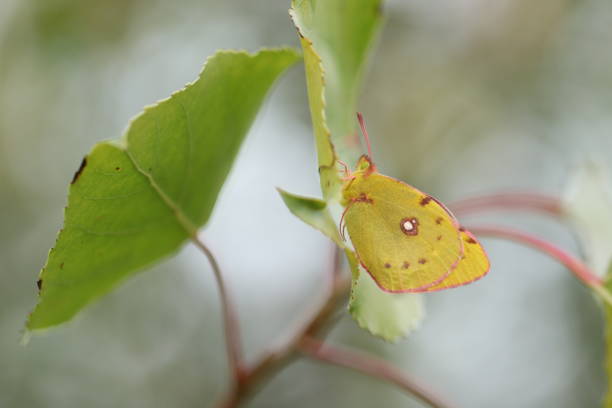 istock Colias crocea Butterfly 1594663737