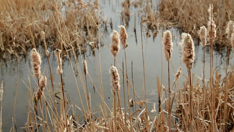 Video, Typha latifolia, better known as broadleaf cattail or Bulrush.