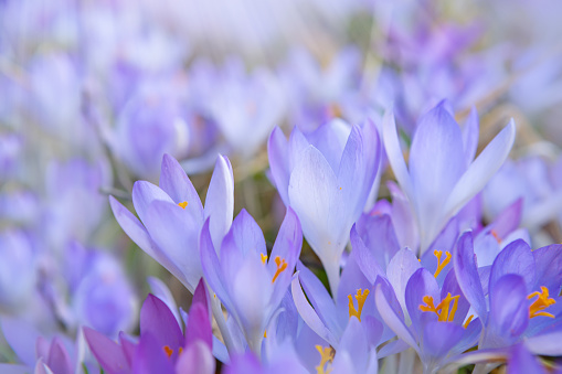 Close-up blooming purple crocus flowers on meadow under sun beams in spring time at Velika planina, Slovenia.