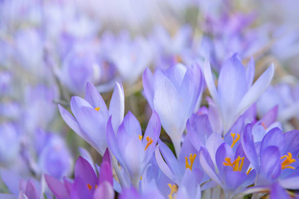 Crocus Flowering. Meadow Of Beautiful Purple Crocus. Flowers On A Spring Lawn stock photo