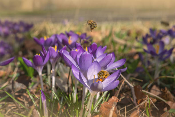 Honey Bee Collecting Pollen From Crocus Blossom