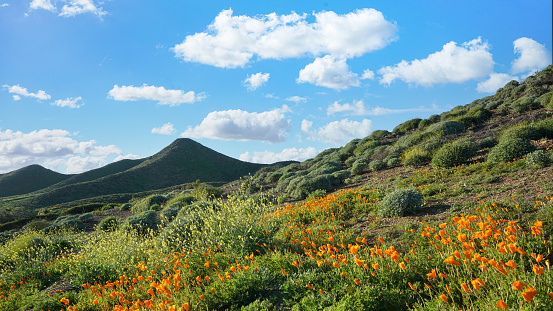 California Golden Poppies on rolling hills during spring superbloom in the high desert of southern California USA