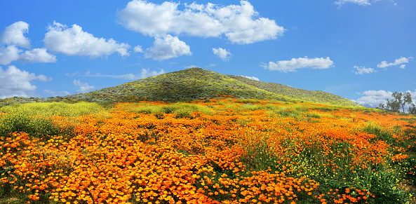 Panoramic view of poppy superbloom in Southern California