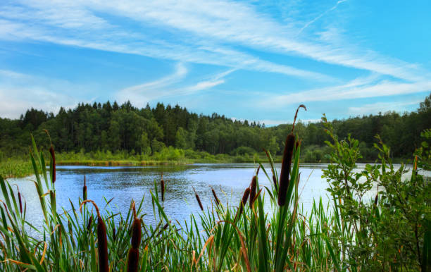 rohrkolbengras wächst neben schönem teich und wald - teich stock-fotos und bilder