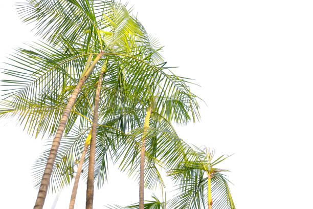 istock tropical palm tree with leaves and branches on white background 1594738723
