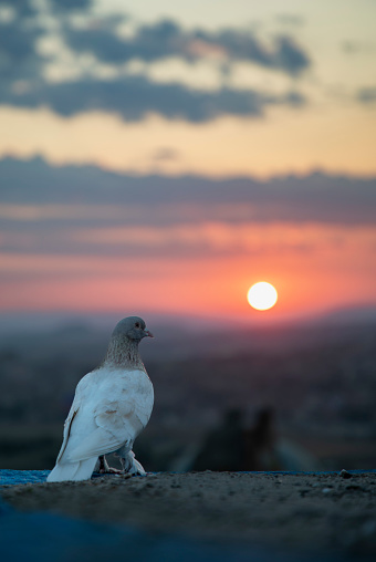 A white dove watching the sunrise in Cappadocia