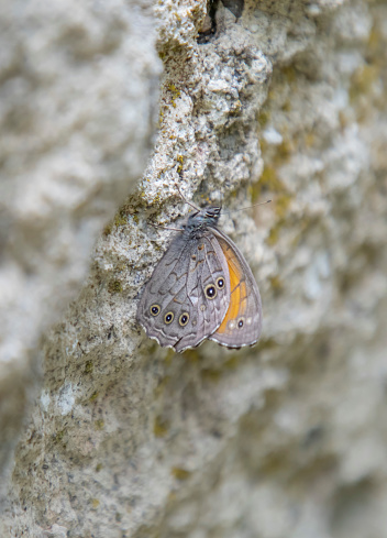 Satyrini butterfly camouflaged on a rock