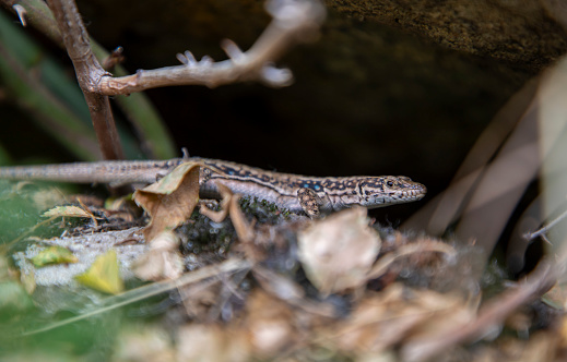 A wall lizard under a rock in nature